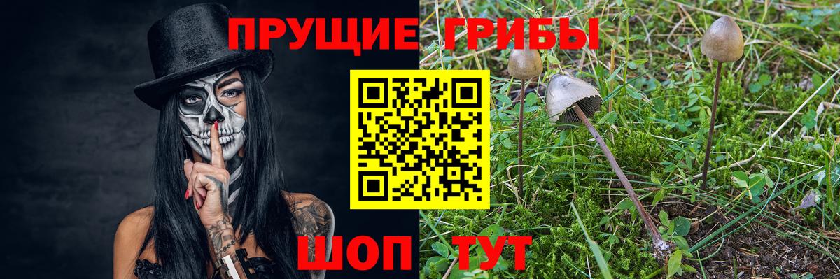 Тверь  Псилоцибиновые грибы ЛСД  Вход с VPN  Галлюциногенные грибы Psilocybe 